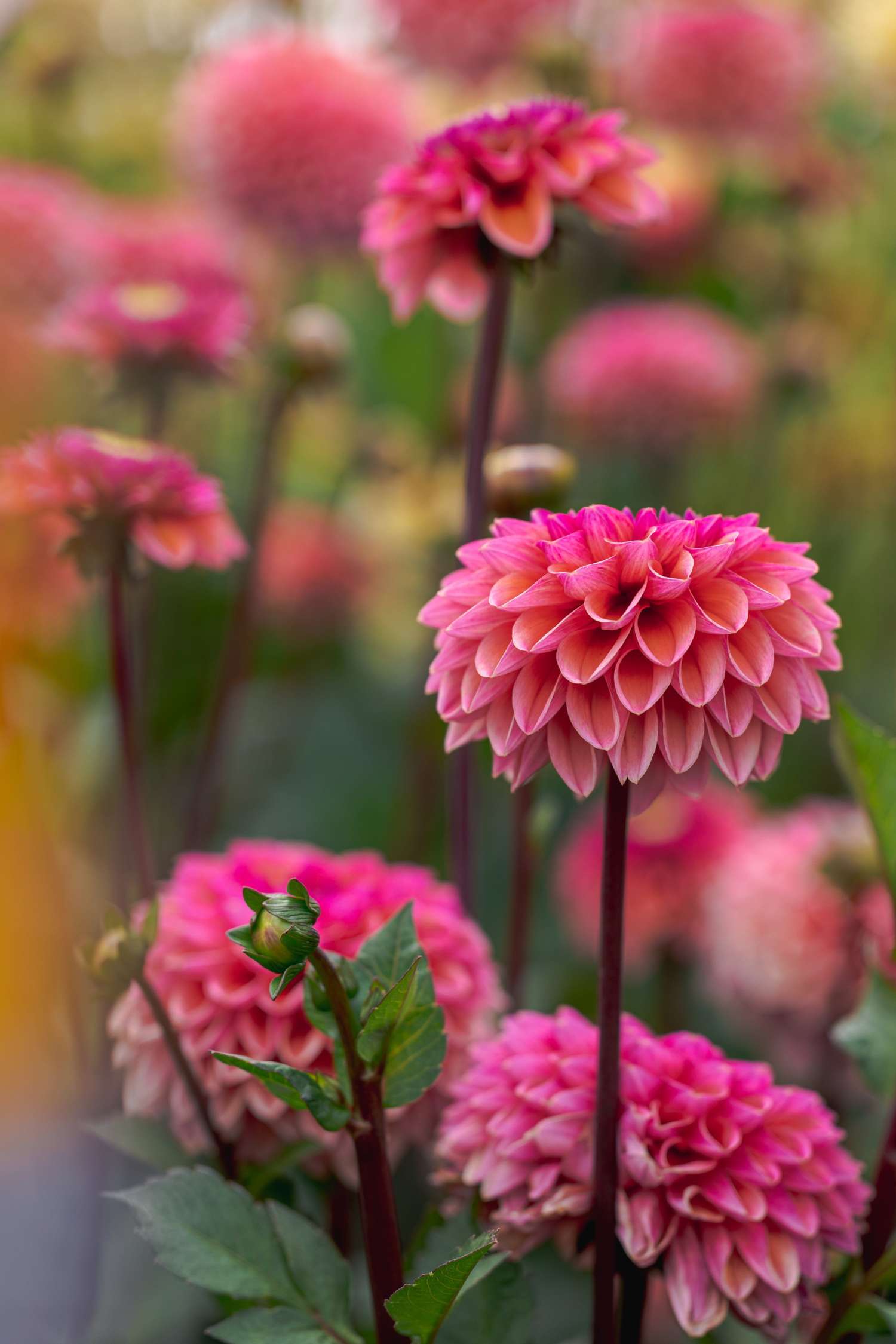 Dahlia 'Daisy Duke'